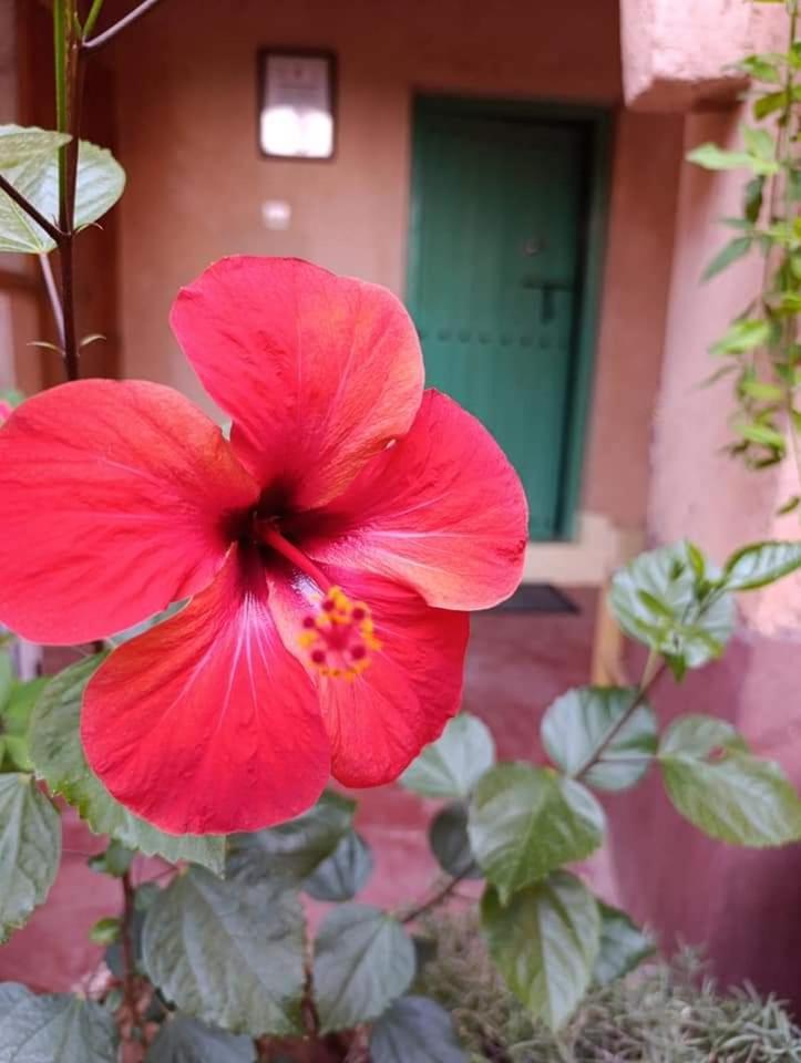 Les Jardins Du M'Goun Bed & Breakfast Kelaat-M'Gouna Eksteriør bilde